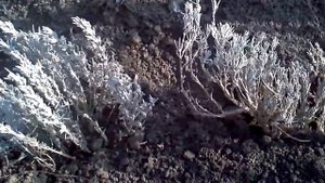 Как мы посадили кусты лаванды? | How did we plant lavender bushes?