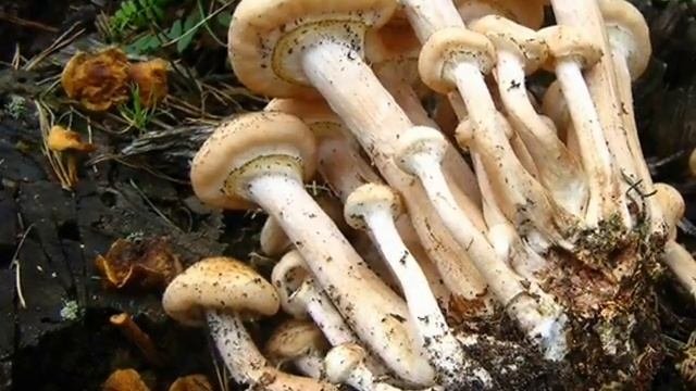 Опята. Где собирать, как сохранить на зиму