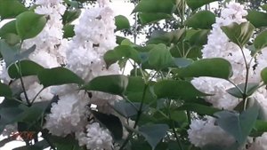 Цветущая сирень «Красавица Москвы». Натуральные футажи Сирень цветёт