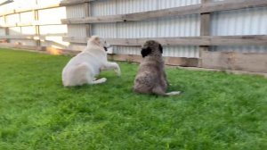 Щенок алабая Елизавета и щенок кавказской овчарки Харуна , игрища )))