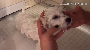 ПОДАРИЛИ СОБАКУ?!?!///ЧТО МНЕ ПОДАРИЛИ НА 8 МАРТА?!?!///Cosita Maryasita.//