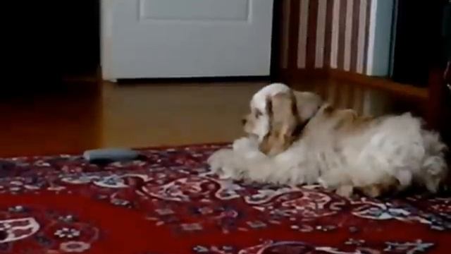 Щенок воет на телефонную трубку смотреть онлайн