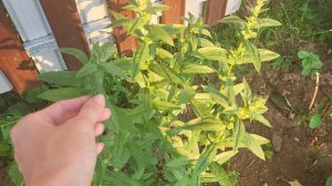 САМЫЕ КРАСИВЫЕ И НЕПРИХОТЛИВЫЕ МНОГОЛЕТНИКИ