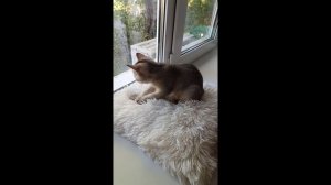 Мурчание Мии