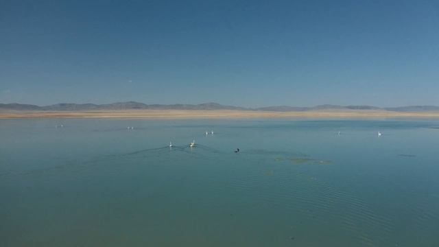 Лебеди на озере Улуг-Коль / Гора Амога / Тысяча колес || Солнечная Хакасия смотреть онлайн