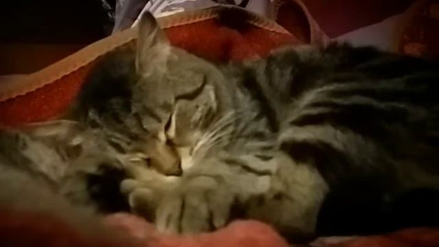 АСМР-разговоры и спящий кот смотреть онлайн