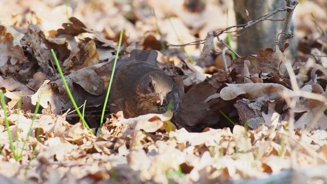 Около Анапы. И что за птица? смотреть онлайн