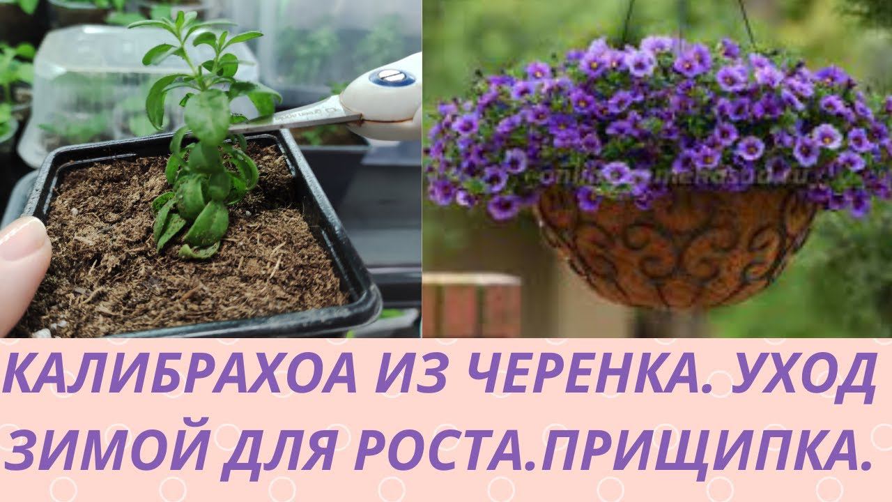 Черенкование Калибрахоа. Как укоренить черенок.Уход для роста. Формировка для красивого куста.