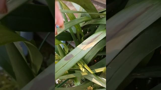 Цимбы на даче ?22.05.21. Отправила еще 2 цимбидиума и 2 папоротника кудрявых в отпуск) смотреть онлайн