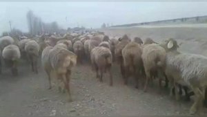 ГИССАРИСКИЕ ОВЦЫ ТАДЖИКИСТАНА.. ГУСФАНДИ ХИСОРИ ТОЧИКИСТОН...