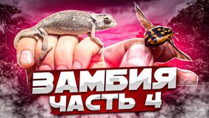 Замбия. Часть 4: Дикая Мучинга. Самая опасная дорога Замбии. Что продают на африканском рынке?
