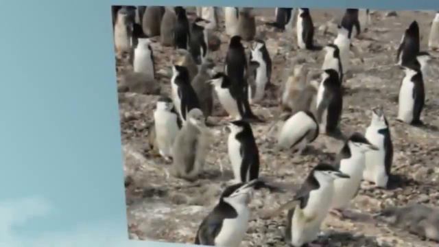 Антарктида смотреть онлайн