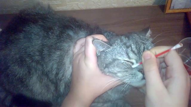 "Как чистить глазки кошке." смотреть онлайн