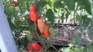 Томат Гаспачо (Королевский сад Ильи Королева)