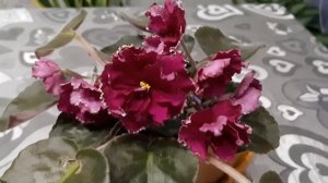 Татошины фиалки: ЕК-РУБИН В ИЗУМРУДЕ