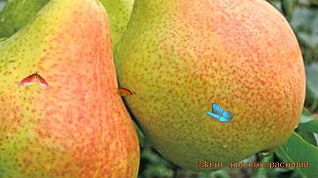Груша плодовая Гера (pyrus communis) ? плодовая груша Гера обзор: как сажать, саженцы груши Гера смотреть онлайн
