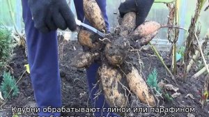 Как хранить георгины зимой