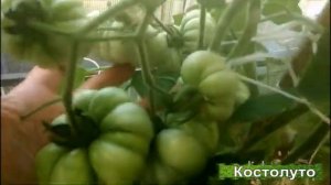 Сорт Костолуто - для меня новинка и спасибо ему за это аномальное лето!