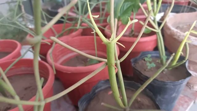 Pencil cactus ? |Euphorbia tirucalli| outdoor plant |Easy to grow House plants | Plants Care tips