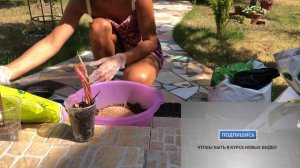 КАЛАДИУМ УХОД И ПЕРЕСАДКА