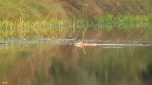 Рыбалка и лиса на реке Порусья