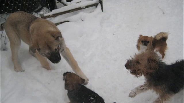 Питомник ВЕГУС. Kennel VEGUS. смотреть онлайн