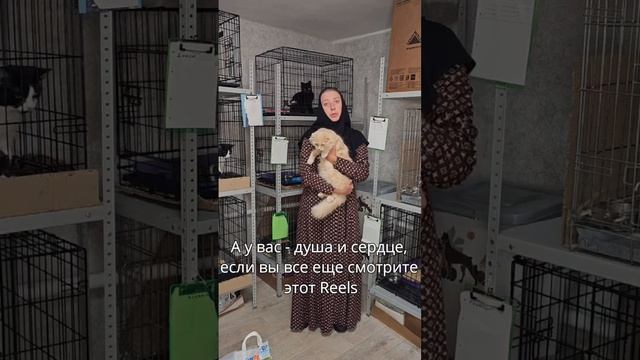 Котята в добрые руки. Очень нужна ваша помощь. Кошки задонского монастыря.