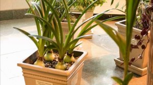 Оранжерея в Царицыно.mp4