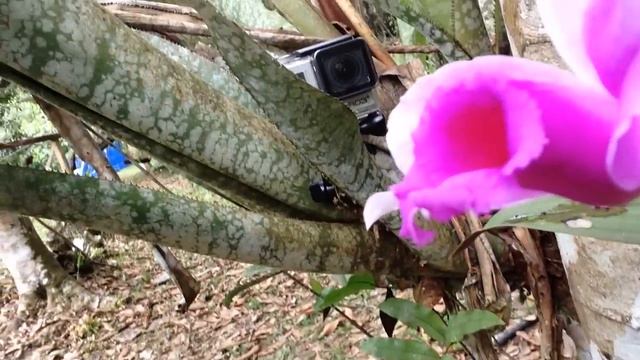 Studying New Amazon Orchid смотреть онлайн