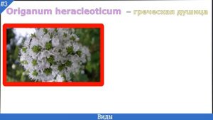 ДУШИЦА описание, другие названия, виды, как выглядит, где растет | ОРЕГАНО и ДУШИЦА это одно и тоже