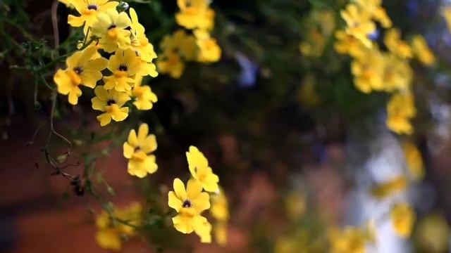 ?Медитация манипура (чакра солнечного сплетение)