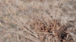 ФУНДУК . ВЕСЕННЯЯ ОБРЕЗКА