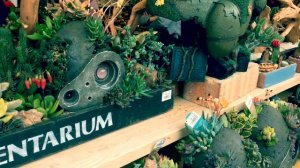 Япония парк глициний и цветов