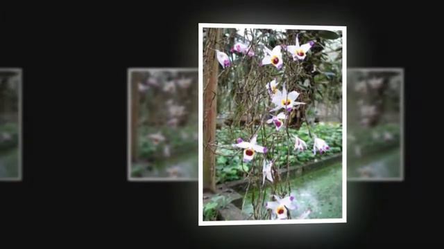 Dendrobium falconeri смотреть онлайн