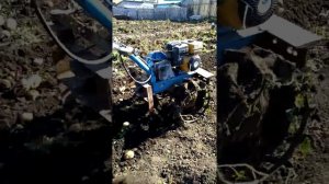 Лучшая простая картофелекопалка для мотоблока Нева. Primitive potato Digger mini.