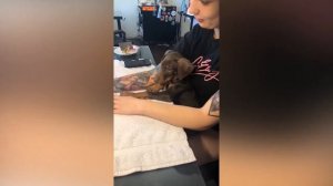 Щенки Добермана! Как они живут и адаптируются к дому?