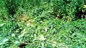 Роторная косилка травы на трактор т-40