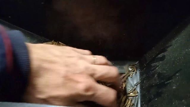 Чёрная львинка в Крыму. Производство жира из черной львинки. #жирчёрнойльвинки смотреть онлайн