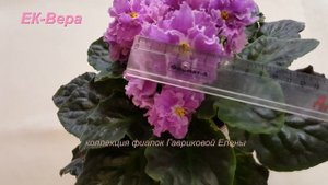 Фиалка ЕК-Вера