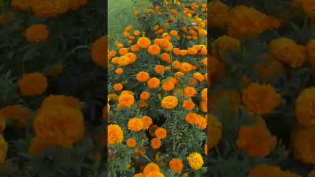 Парки Дагестана приглашают на фотосессии цветов ????