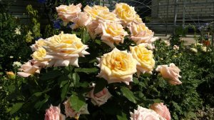 Трипсы - почему не работают системные препараты. Ответы на вопросы - показываю на розах.