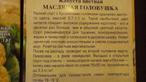 Цветная капуста МАСЛЯНАЯ ГОЛОВУШКА.03.11.2019