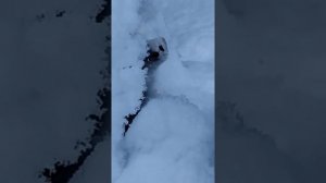 Зимняя ласка