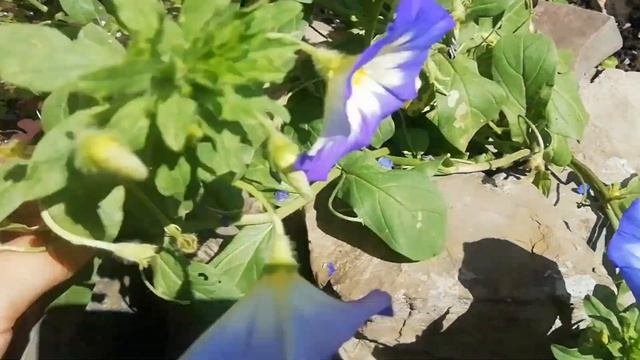 ВЬЮНОК, который НЕ ВЬЁТСЯ! //Вьюнок трехцветный