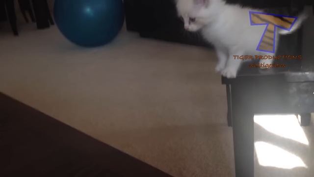 FUNNY CATS that deserve 100 MILLION VIEWS! смотреть онлайн