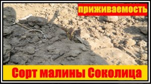 Соколица || Малина  Соколица ||посадка малины весной || бизнес на малине || growing raspberries