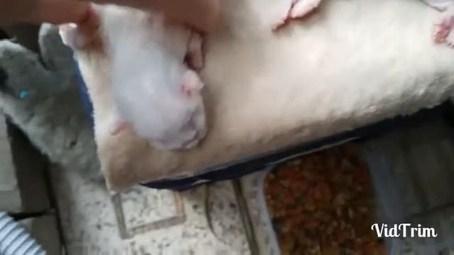 Новорожденные котята..найденыши. смотреть онлайн