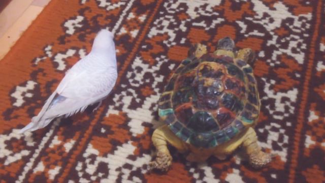 Встреча двух животных смотреть онлайн