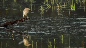 Дикая Шри Ланка. Царство леопардов