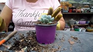 Nuevas sucus por mi cumple, 🥳 trasplanto algunas. Retiro hijos de echeveria Sucurimbosa👩🌾🤠